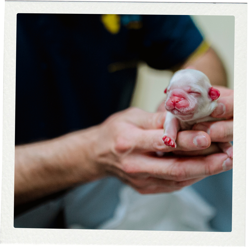 puppy born.png